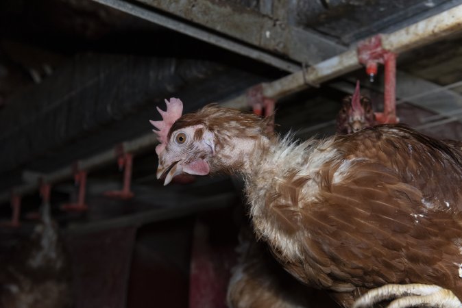 Chicken with missing feathers