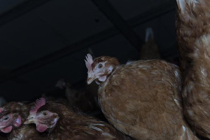 Free-Range Eggs Investigation 2025