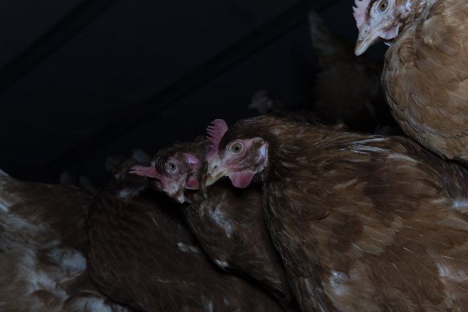 Free-Range Eggs Investigation 2025