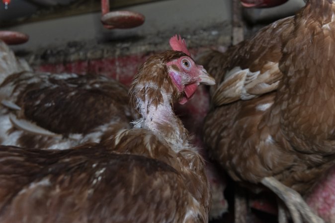 Hen with missing feathers