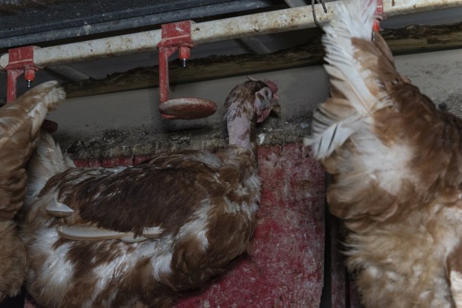 Hen with missing feathers