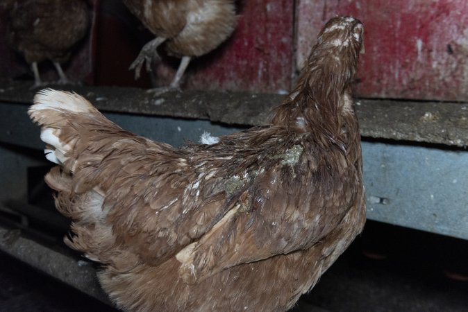 Hen covered in faeces in shed