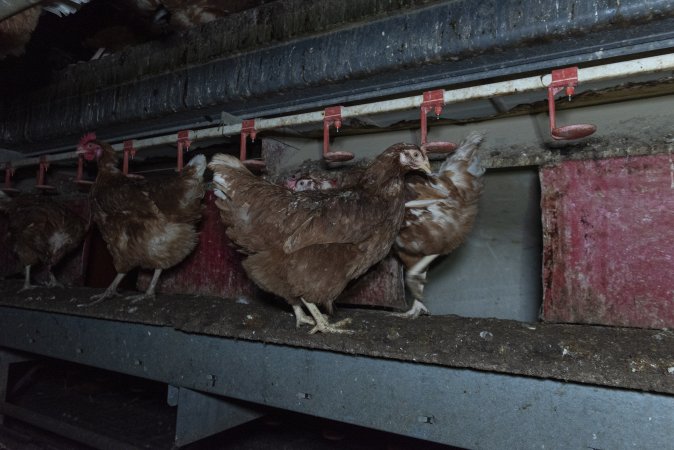 Free-Range Eggs Investigation 2025