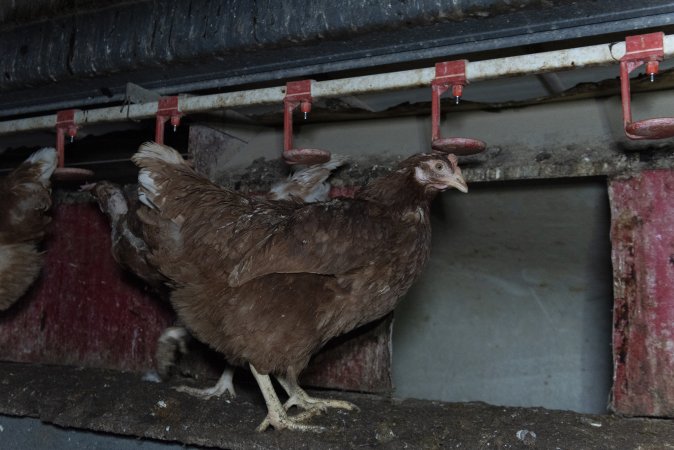 Free-Range Eggs Investigation 2025