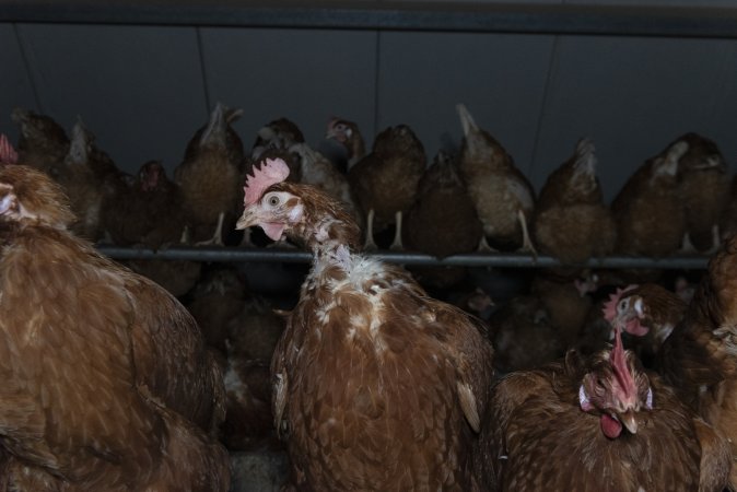 Hen with missing feathers