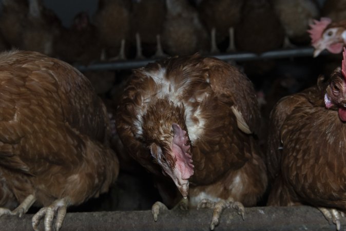 Hen with missing feathers