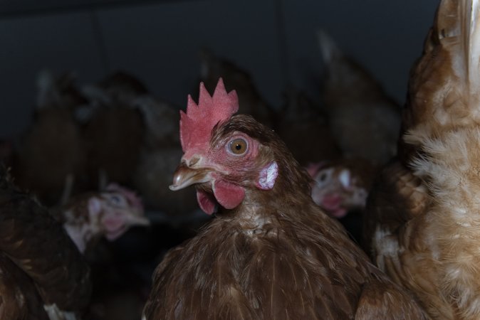 Free-Range Eggs Investigation 2025