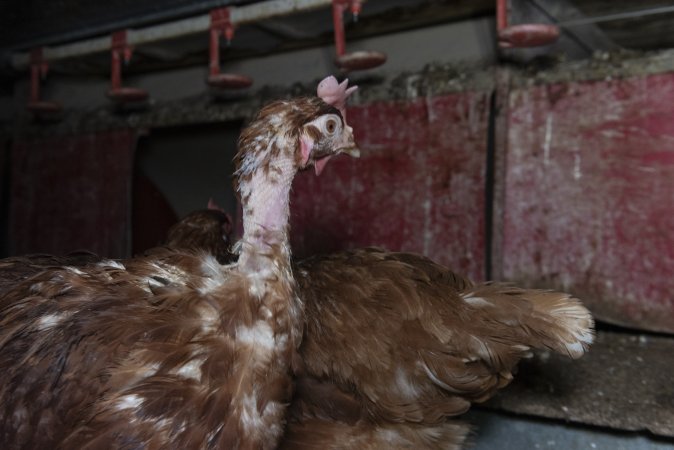Hen with missing feathers from neck