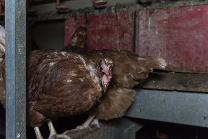 Free-Range Eggs Investigation 2025