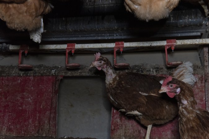 Hen with missing feathers from neck