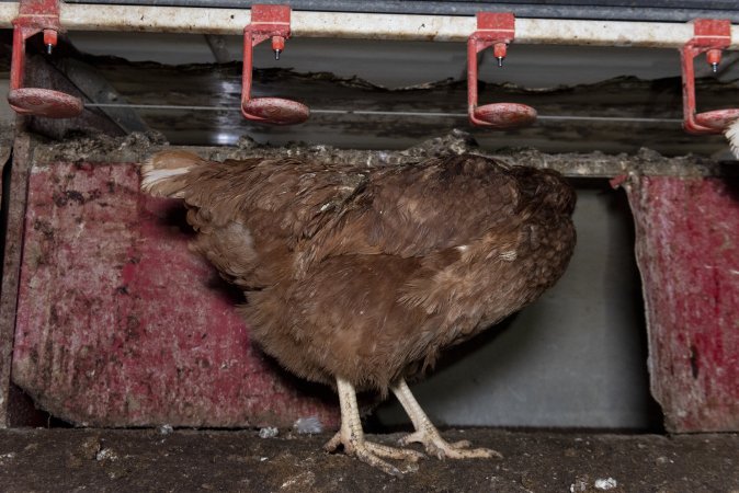 Free-Range Eggs Investigation 2025