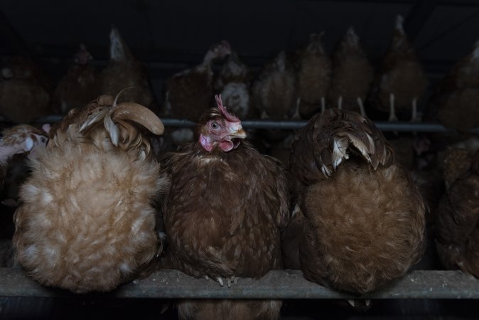 Free-Range Eggs Investigation 2025