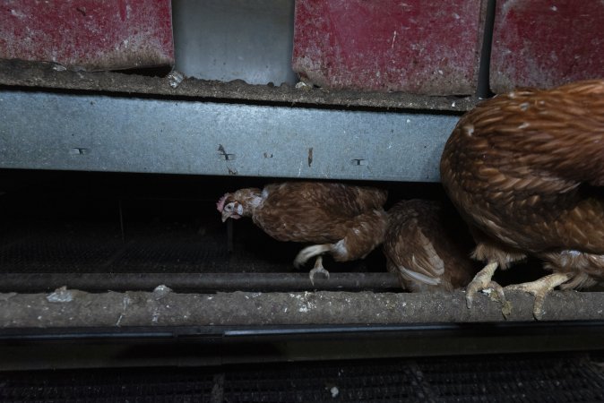 Free-Range Eggs Investigation 2025