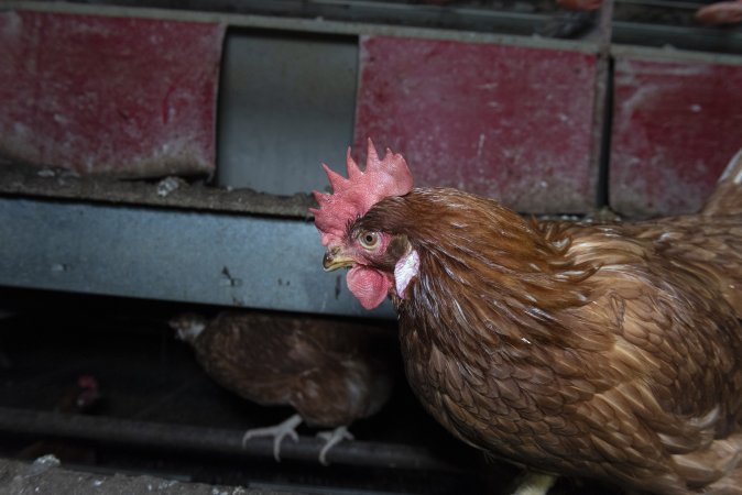 Free-Range Eggs Investigation 2025