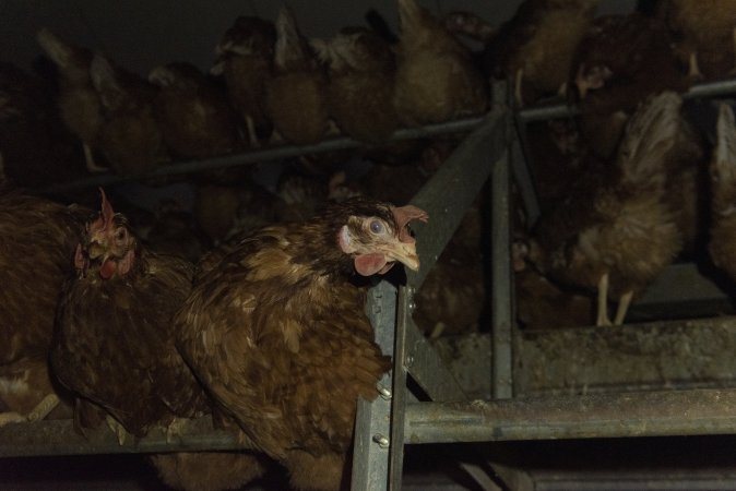 Free-Range Eggs Investigation 2025