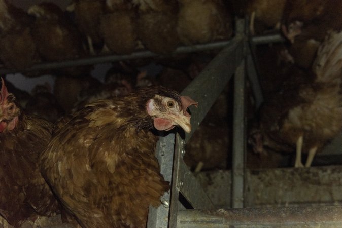 Free-Range Eggs Investigation 2025