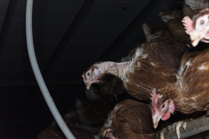 Hen with missing feathers from neck