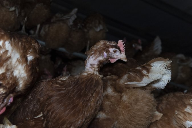 Hen with missing feathers from neck