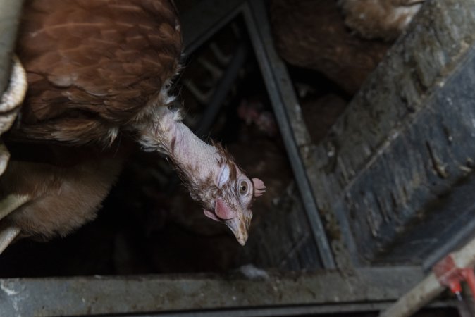 Hen with missing feathers from neck