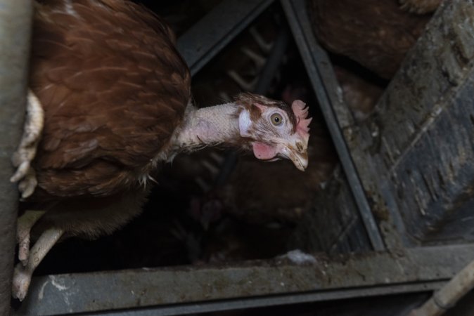 Hen with missing feathers from neck