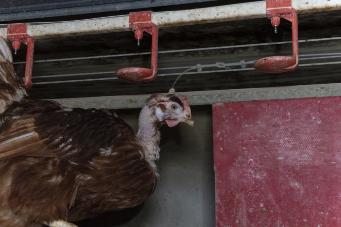 Hen with missing feathers from neck
