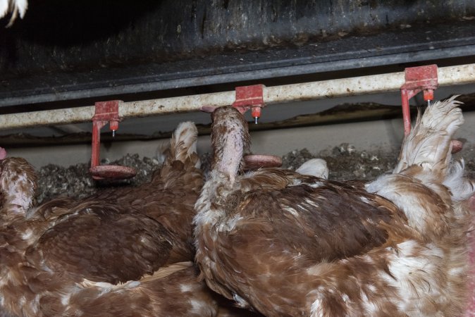 Hen with missing feathers from neck