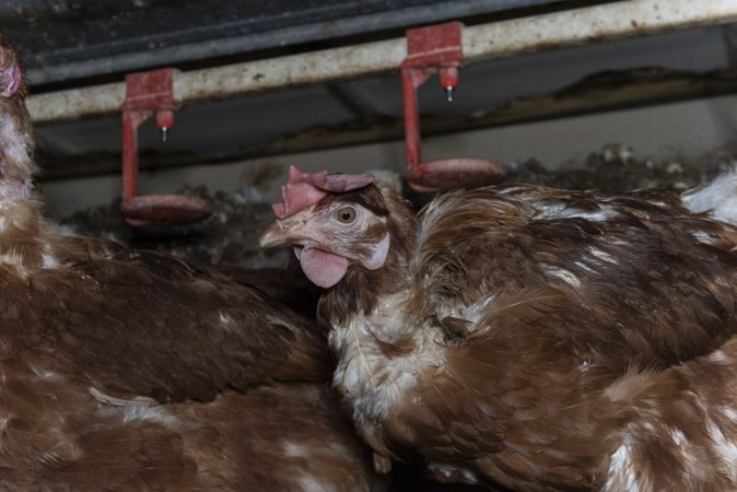 Hen with missing feathers