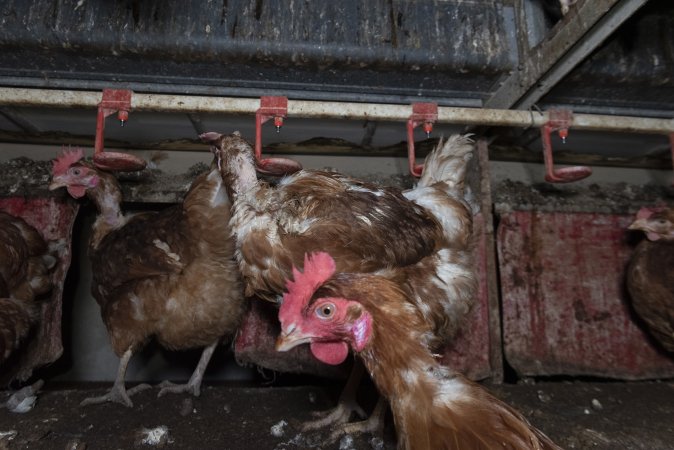 Hen with missing feathers