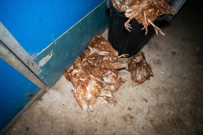 Dead hens in bin