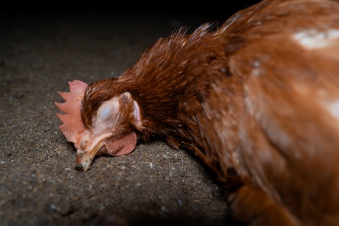 Injured hen lying on ground