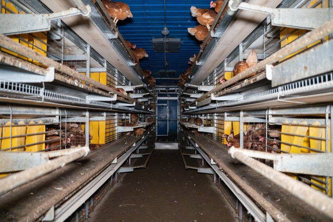 Barn Laid Egg Investigation 2025