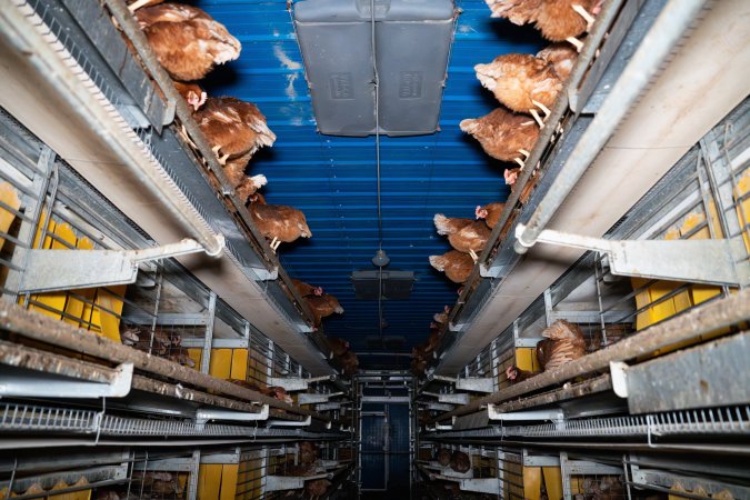 Barn Laid Egg Investigation 2025