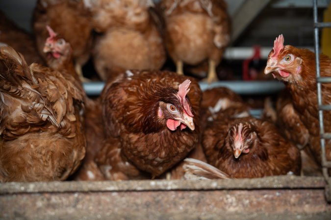 Barn Laid Egg Investigation 2025