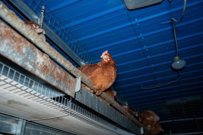 Barn Laid Egg Investigation 2025