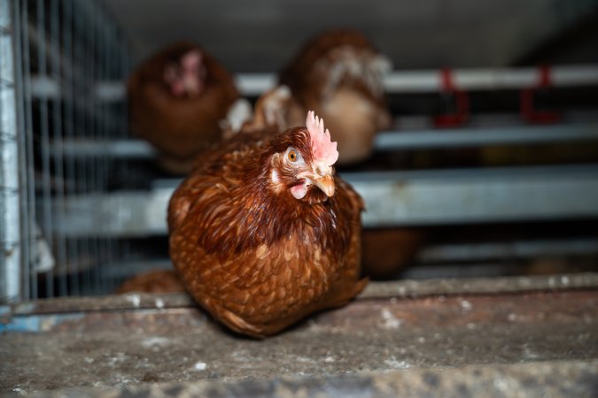 Barn Laid Egg Investigation 2025