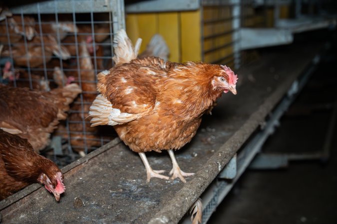 Barn Laid Egg Investigation 2025