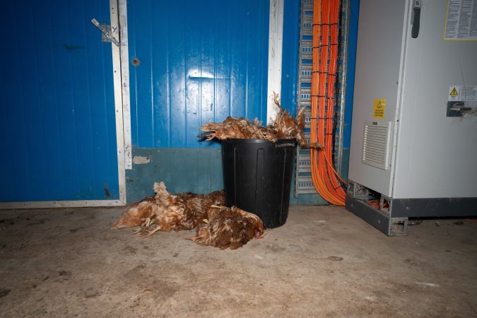 Dead hens in bin