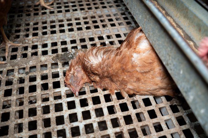 Dead hen in free-range egg farm