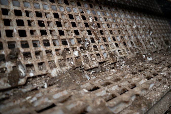 Feces on platform in free-range egg farm