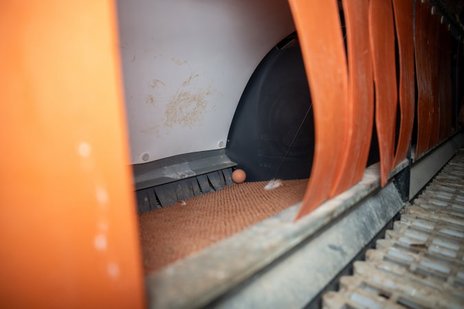 Nesting box inside free-range egg farm