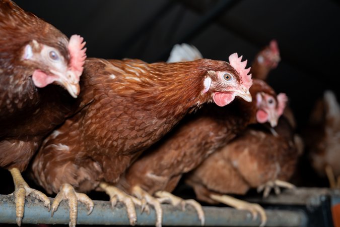 Free-range Egg Farm Investigation 2025