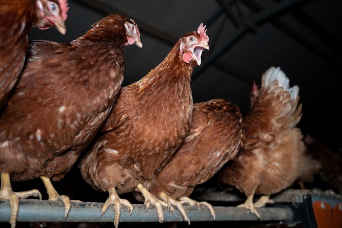 Free-range Egg Farm Investigation 2025