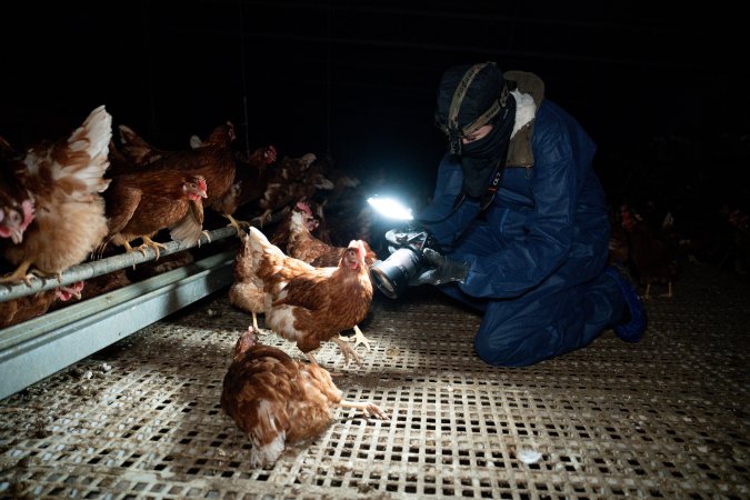 Investigator filming hen in free-range egg farm