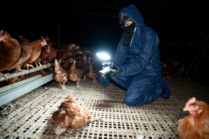 Investigator filming hen in free-range egg farm