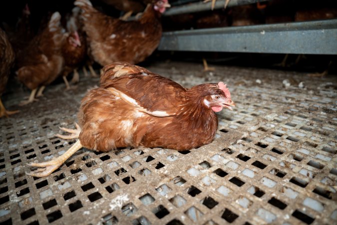 Injured hen in free-range egg farm