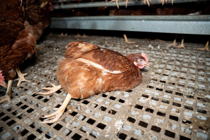 Injured hen in free-range egg farm