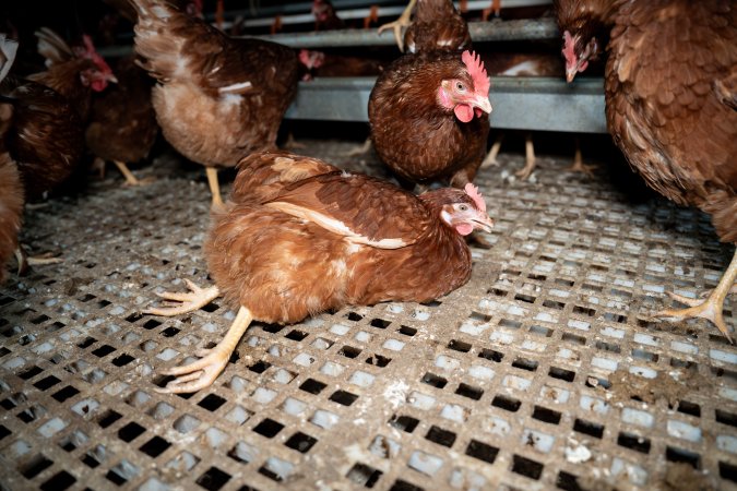Injured hen in free-range egg farm