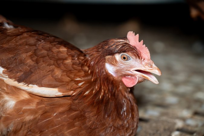 Injured hen in free-range egg farm