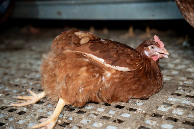 Injured hen in free-range egg farm