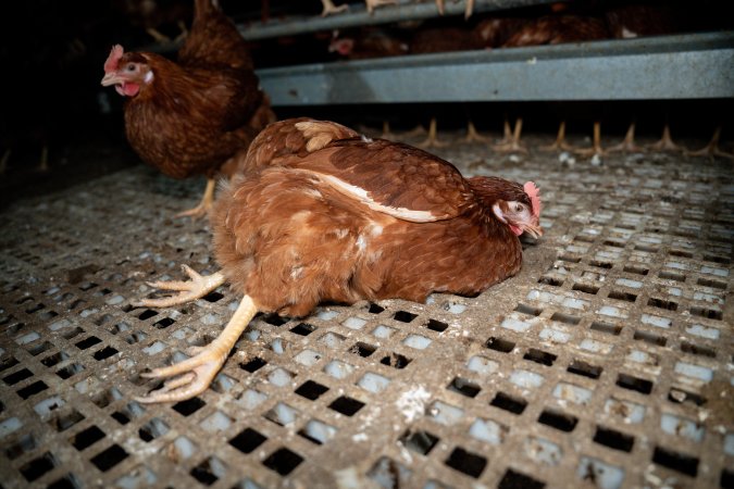 Injured hen in free-range egg farm